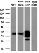 ARG1 Antibody in Western Blot (WB)