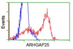 ARHGAP25 Antibody in Flow Cytometry (Flow)