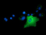 ARHGAP25 Antibody in Immunocytochemistry (ICC/IF)