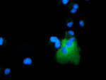 ARHGAP25 Antibody in Immunocytochemistry (ICC/IF)