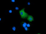ARHGAP25 Antibody in Immunocytochemistry (ICC/IF)