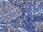 ARHGAP25 Antibody in Immunohistochemistry (Paraffin) (IHC (P))