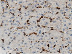 ARHGAP25 Antibody in Immunohistochemistry (Paraffin) (IHC (P))