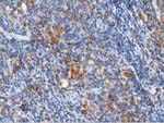 ARHGAP25 Antibody in Immunohistochemistry (Paraffin) (IHC (P))
