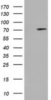 ARHGAP25 Antibody in Western Blot (WB)