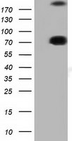 ARHGAP25 Antibody in Western Blot (WB)