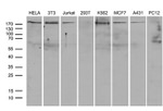ARHGAP5 Antibody in Western Blot (WB)
