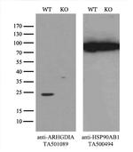 ARHGDIA Antibody