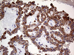 ARHGEF18 Antibody in Immunohistochemistry (Paraffin) (IHC (P))