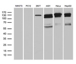 ARHGEF18 Antibody in Western Blot (WB)