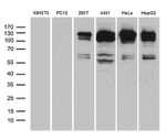 ARHGEF18 Antibody in Western Blot (WB)