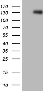 ARHGEF18 Antibody in Western Blot (WB)