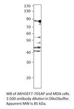 ARHGEF7 Polyclonal Antibody