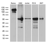 ARIH2 Antibody in Western Blot (WB)