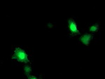 ARL11 Monoclonal Antibody (OTI1A5), TrueMAB™