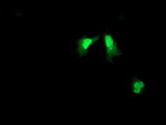 ARL11 Antibody in Immunocytochemistry (ICC/IF)