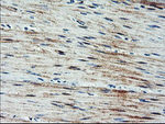 ARL11 Antibody in Immunohistochemistry (Paraffin) (IHC (P))