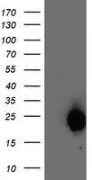 ARL11 Antibody in Western Blot (WB)