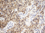 ARL2BP Antibody in Immunohistochemistry (Paraffin) (IHC (P))