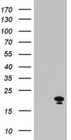 ARL2BP Antibody in Western Blot (WB)