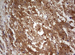 ARL3 Antibody in Immunohistochemistry (Paraffin) (IHC (P))