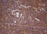 ARL3 Antibody in Immunohistochemistry (Paraffin) (IHC (P))