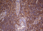 ARL3 Antibody in Immunohistochemistry (Paraffin) (IHC (P))