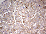 ARL3 Antibody in Immunohistochemistry (Paraffin) (IHC (P))