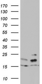 ARL3 Antibody in Western Blot (WB)