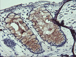 ARL5B Antibody in Immunohistochemistry (Paraffin) (IHC (P))