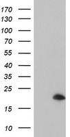 ARL5B Antibody in Western Blot (WB)