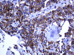 ARMC1 Antibody in Immunohistochemistry (Paraffin) (IHC (P))