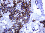 ARMC1 Antibody in Immunohistochemistry (Paraffin) (IHC (P))