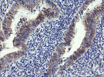 ARMC1 Antibody in Immunohistochemistry (Paraffin) (IHC (P))