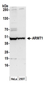 ARMT1 Polyclonal Antibody