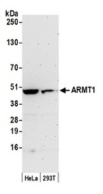 ARMT1 Polyclonal Antibody