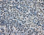 ARNT Antibody in Immunohistochemistry (Paraffin) (IHC (P))