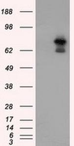 ARNT Antibody in Western Blot (WB)