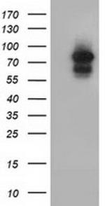 ARNT Antibody in Western Blot (WB)