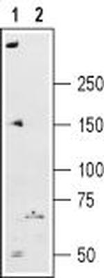 Ryanodine Receptor 2 Antibody in Western Blot (WB)
