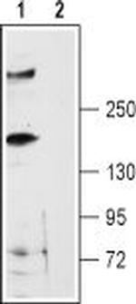 Ryanodine Receptor 3 Antibody in Western Blot (WB)