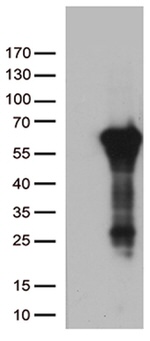 ARSG Antibody in Western Blot (WB)