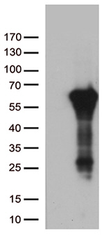 ARSG Antibody in Western Blot (WB)