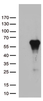 ARSG Antibody in Western Blot (WB)