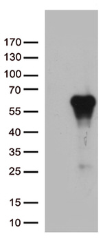 ARSG Antibody in Western Blot (WB)