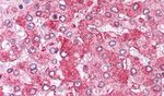 ARTS1 Antibody in Immunohistochemistry (Paraffin) (IHC (P))