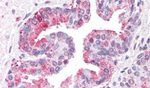 ARTS1 Antibody in Immunohistochemistry (Paraffin) (IHC (P))