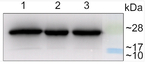 Lhcb3/LHCII type III chlorophyll a/b-binding protein Polyclonal Antibody