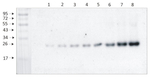 Lhcb3/LHCII type III chlorophyll a/b-binding protein Antibody in Western Blot (WB)