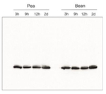 Lhcb2/LHCII type II chlorophyll a/b-binding protein Polyclonal Antibody